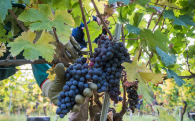 Uve Nebbiolo di Dronero