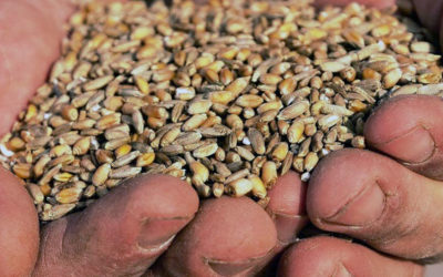 Farina e cereali tradizionali