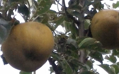 Mele antica varietà
