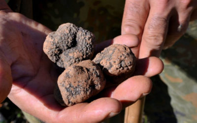 IL TARTUFO NERO PREGIATO DI MONTEMALE