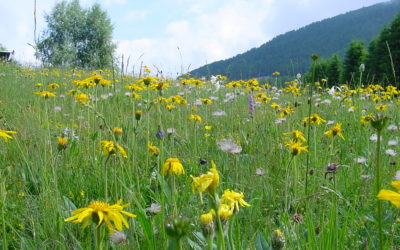 Erbe officinali