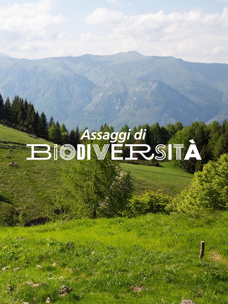 POST VERTICALE_in alpeggio col pastore_8