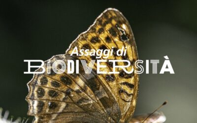 Minuscoli impollinatori tra giganti di legno
